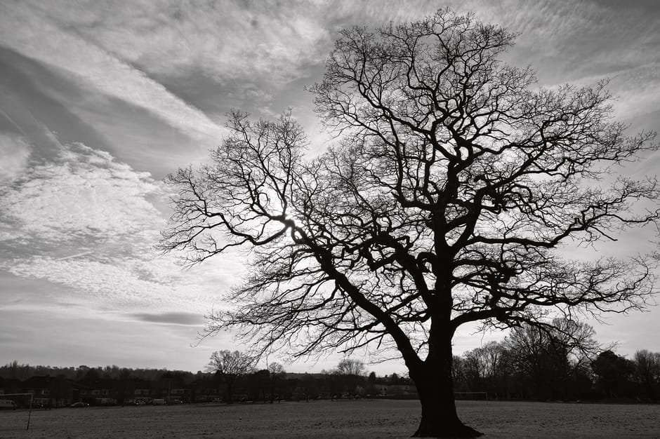 A large, leafless deciduous tree occupies the center of the image, with an intricate network of dark, twisting branches extending outward against a cloudy sky. The textured bark of the tree trunk is visible near the base, with the branches appearing thin and bare, suggesting a winter season. Surrounding the tree is an open park or field area with short grass, gradually fading into a distant tree line at the horizon. In the background, a low row of buildings or houses can be seen, partially obscured by additional trees, indicating a suburban or semi-rural environment. The sky is mostly overcast with various shades of gray, creating a moody atmosphere. The overall scene is monochromatic, emphasizing the stark contrast between the dark tree and the light, cloudy sky, and it evokes themes of natural landscape and environmental observation aligned with the context of rubbish removal and waste management services by Rubbish Clearance Croydon.